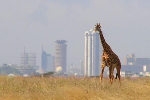 Nairobi National Park Tour