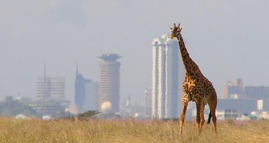 Nairobi National Park Tour