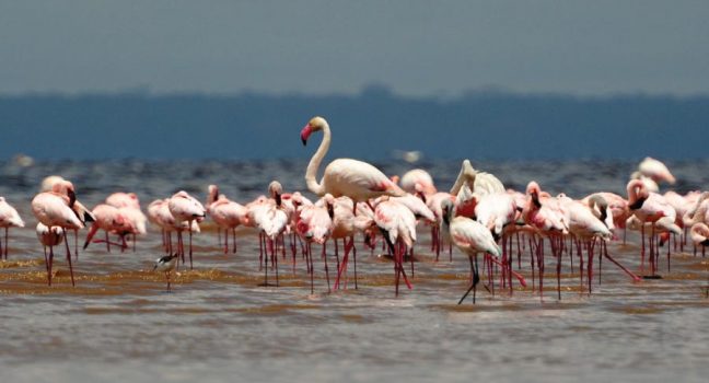 Lake Nakuru National Park Flamingos