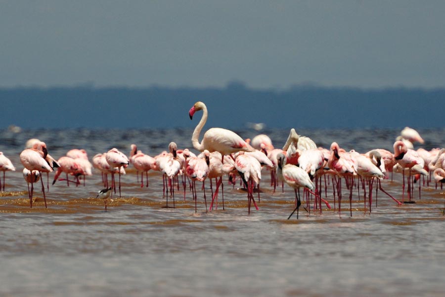 Lake Nakuru National Park Flamingos