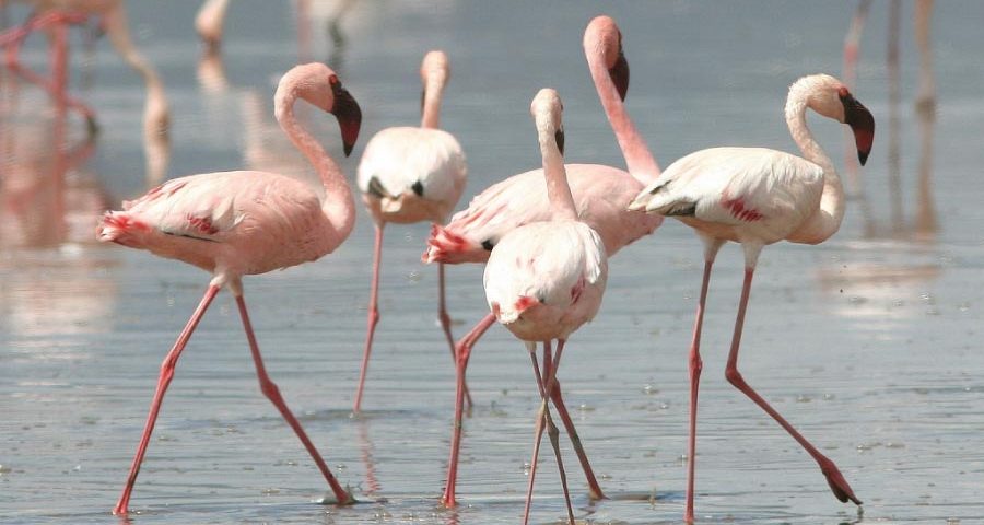 Lake Nakuru Flamingos - Kenya Safari