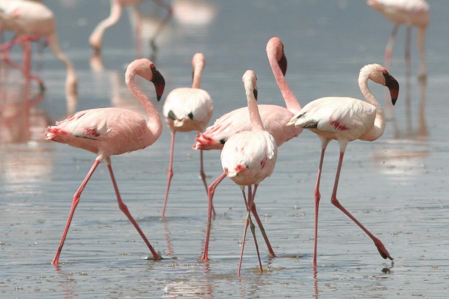 Lake Nakuru Flamingos - Kenya Safari