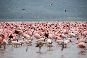 Lake Nakuru Safari