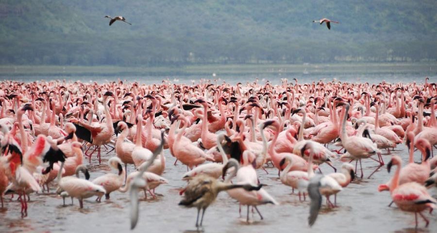 Lake Nakuru Safari