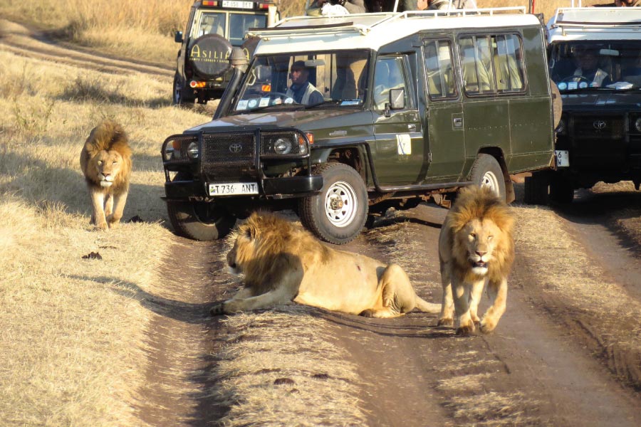 Ngorongoro Conservation Area Lions