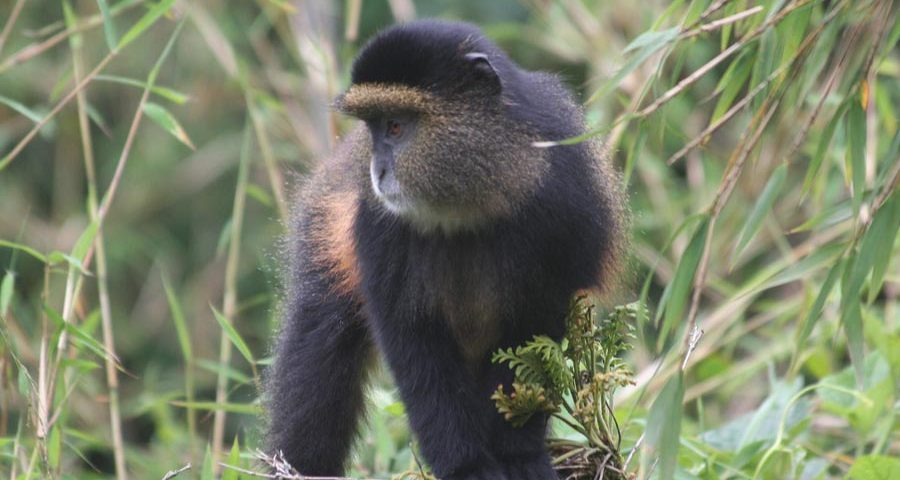 What Should I Pack on a Golden Monkey Trekking Safari