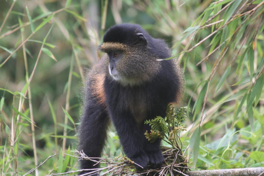 What Should I Pack on a Golden Monkey Trekking Safari