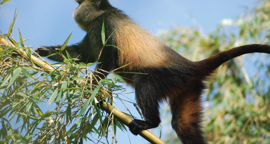 Best Time to Visit Golden Monkeys in East Africa