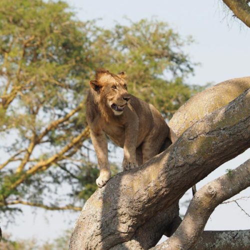 Queen Elizabeth National Park