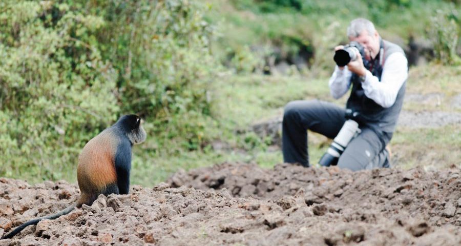 Golden Monkey Trekking Permit Safari Experience