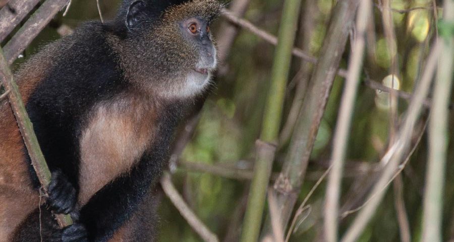 Golden Monkey Trekking Permit Safari Experience