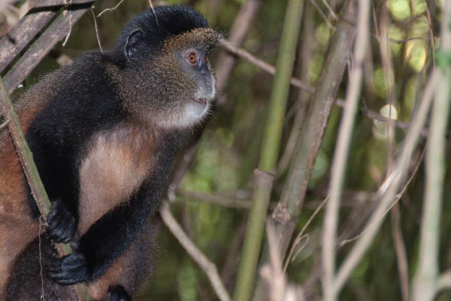 Golden Monkey Trekking Permit Safari Experience