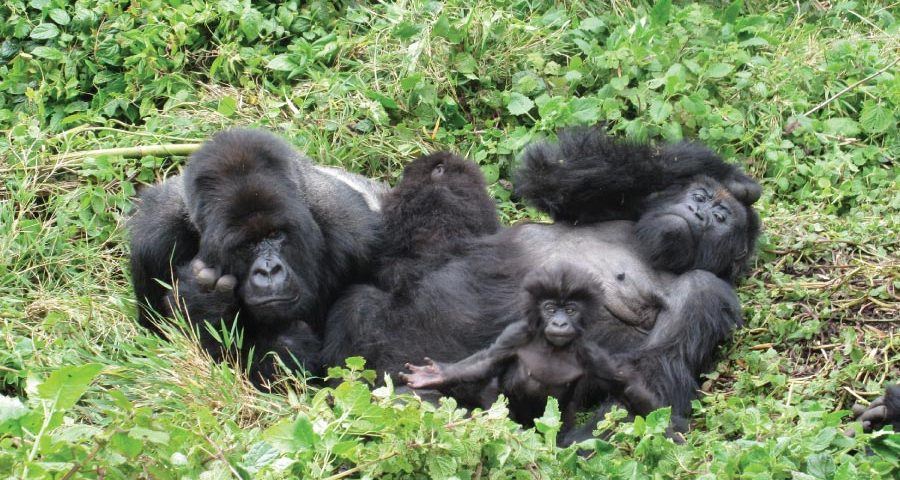 Gorilla Trekking In Uganda