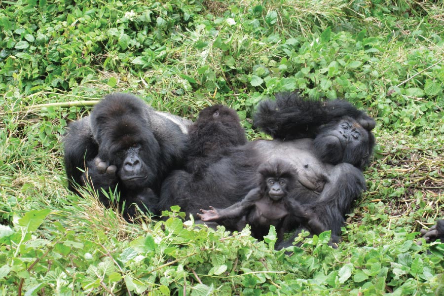 Gorilla Trekking In Uganda