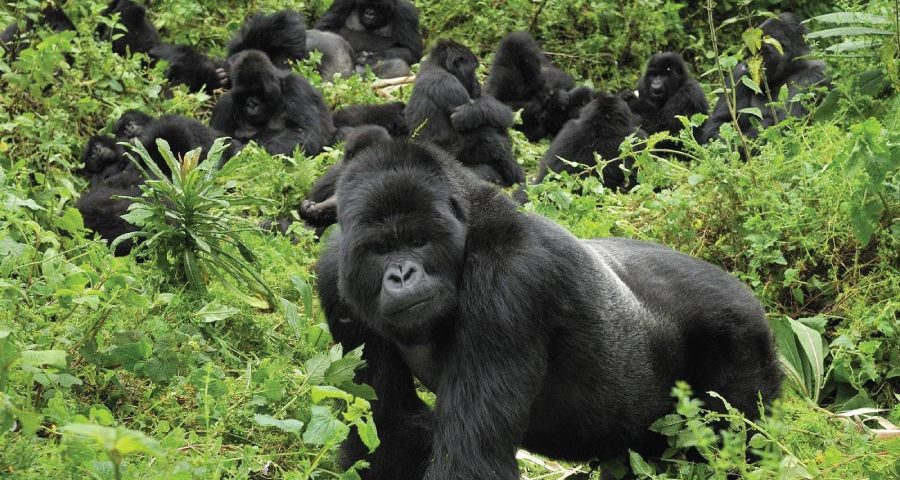 Gorilla Trekking In Uganda