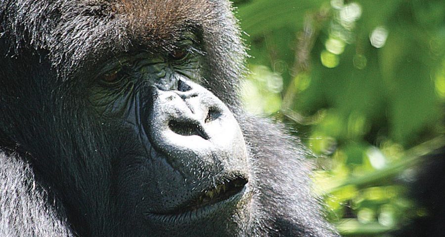 How Much to Tip Gorilla Trekking in Uganda