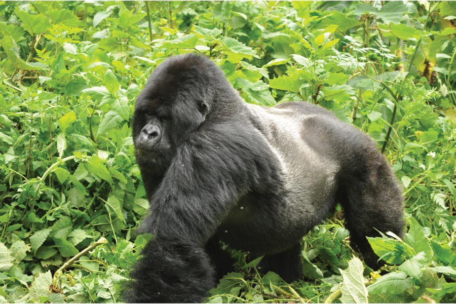 gorilla trekking in Uganda