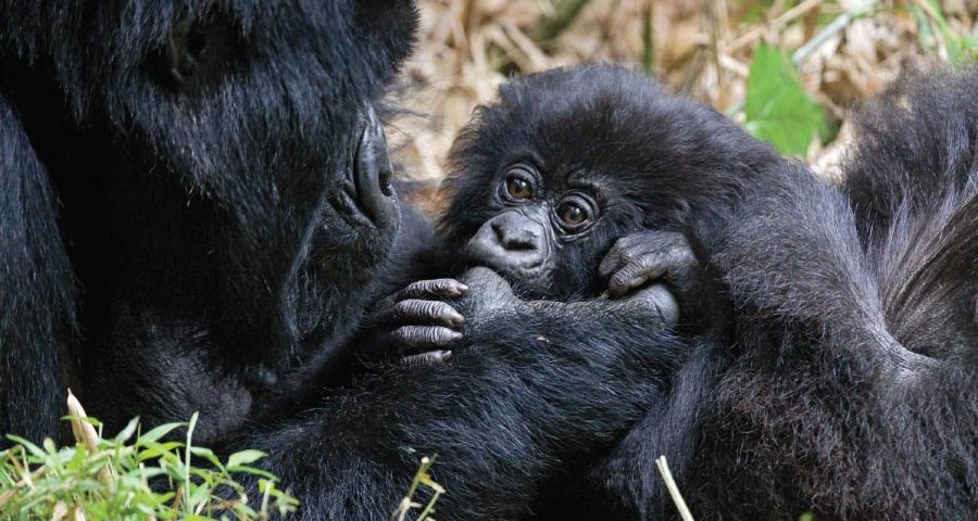 How Do I Book Gorilla Trekking in Rwanda?