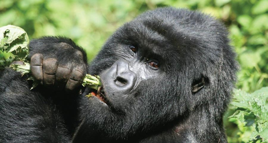 Can I Do a Budget-Friendly Gorilla Trek in Uganda?