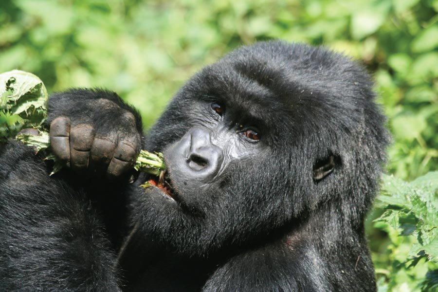 Can I Do a Budget-Friendly Gorilla Trek in Uganda?