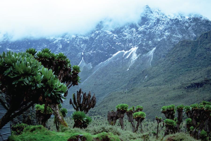 Rwenzori Mountains National Park