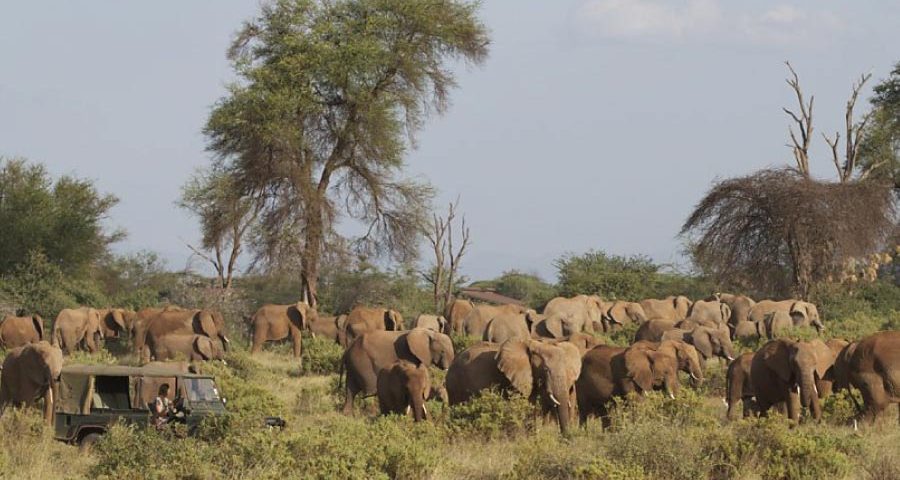 Samburu National Reserve Safari