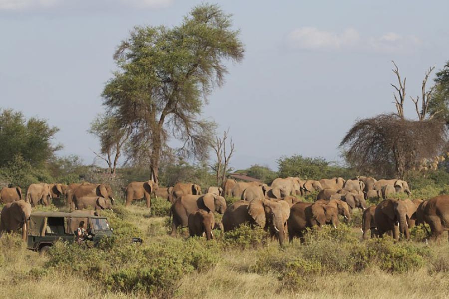 Samburu National Reserve Safari