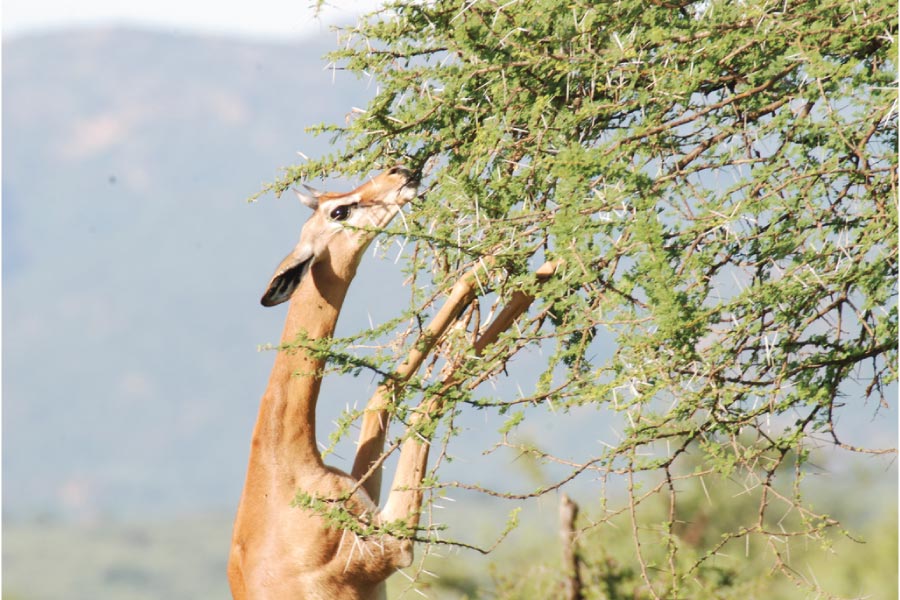 samburu national reserve kenya