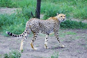 Serengeti National Park