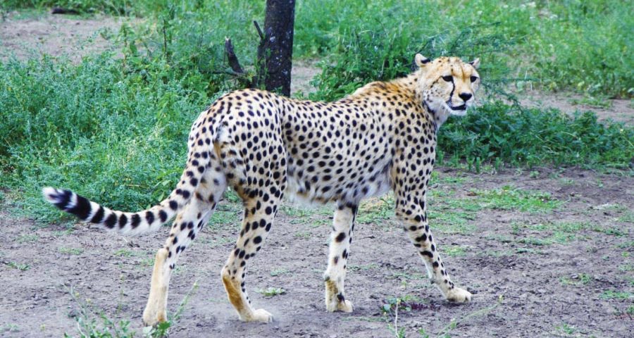 Serengeti National Park