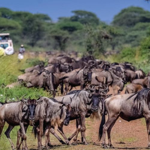 Why Are Wildebeest Migration Safaris So Expensive?