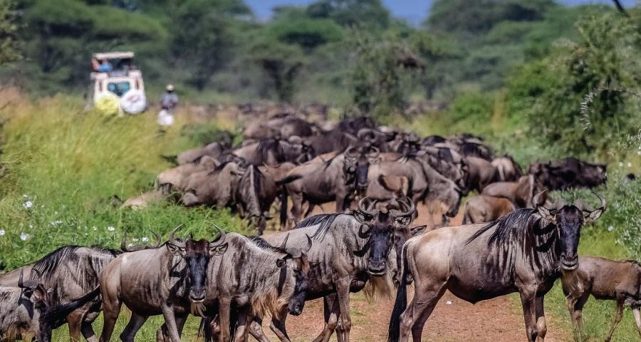 Why Are Wildebeest Migration Safaris So Expensive?