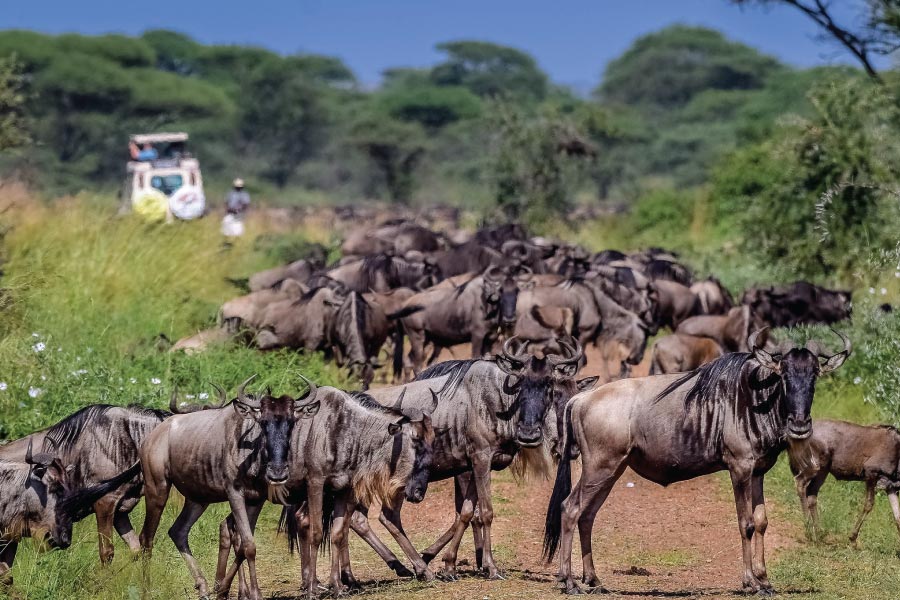 Why Are Wildebeest Migration Safaris So Expensive?