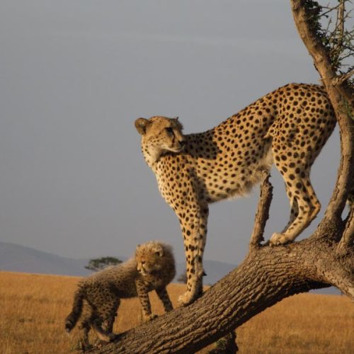 Tanzania Safari Tours