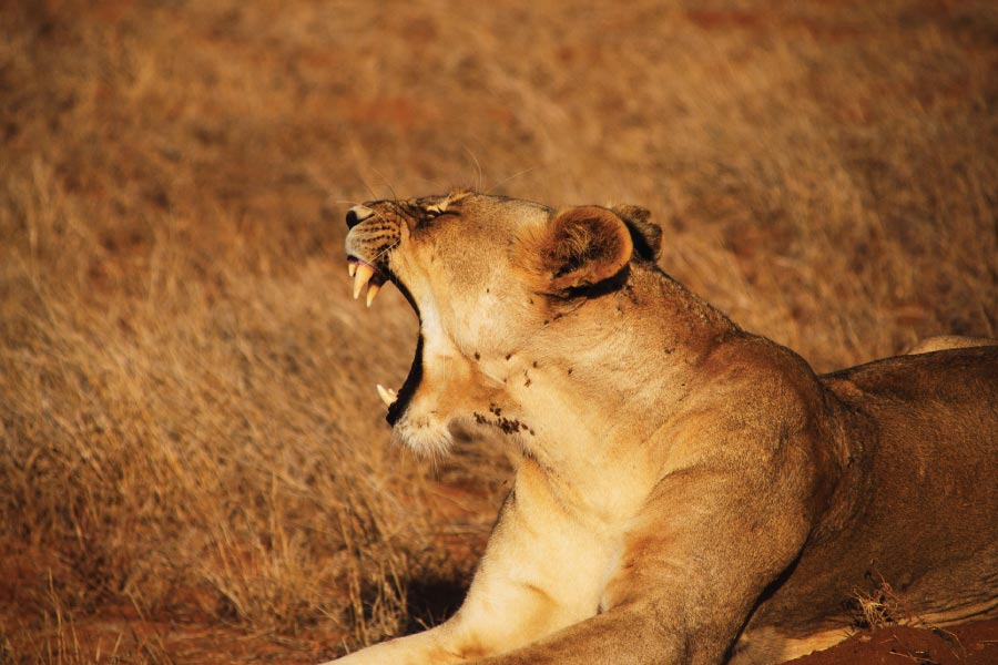 Tsavo National Park kenya