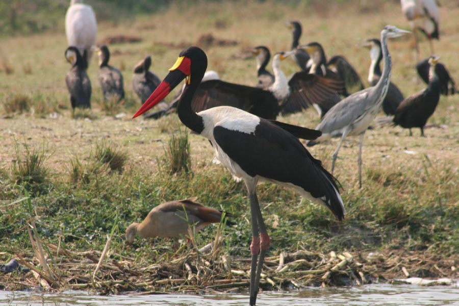 Birding in Uganda - Bird Watching