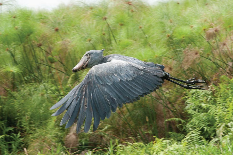 Bird Watching in Uganda