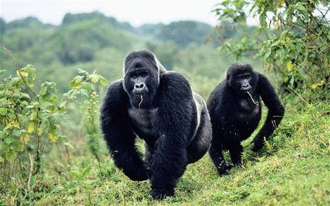 What Is the Cheapest Way to See Gorillas in Uganda?