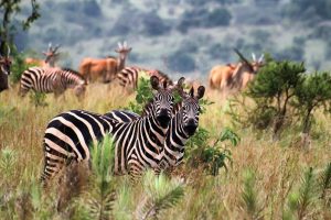 Akagera National Park