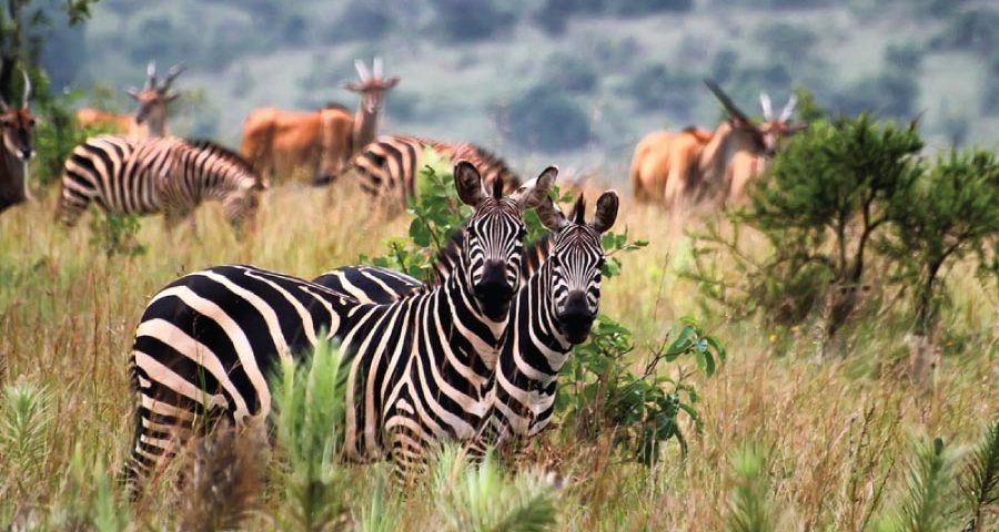 Akagera National Park