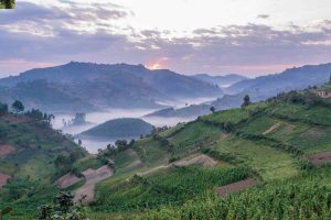 Bwindi Forest