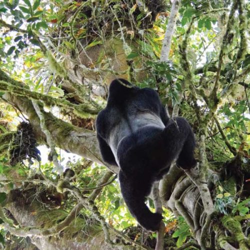 Where Is the Cheapest Place to See Gorillas in the Wild?