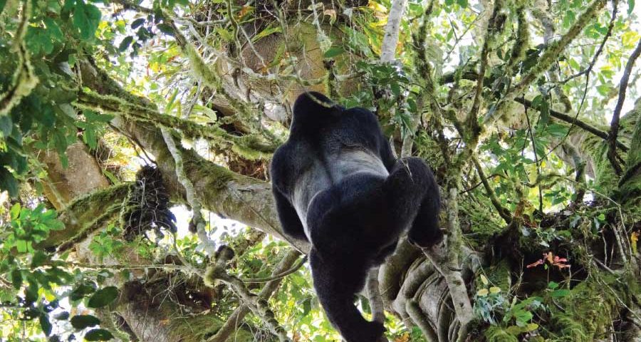 Where Is the Cheapest Place to See Gorillas in the Wild?