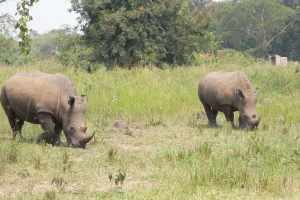 Ziwa Rhino Sanctuary