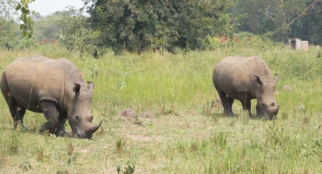 Ziwa Rhino Sanctuary