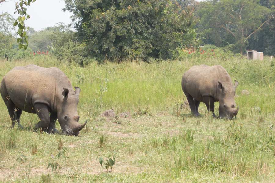 Ziwa Rhino Sanctuary