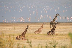 Tanzania Northern Circuit Safari