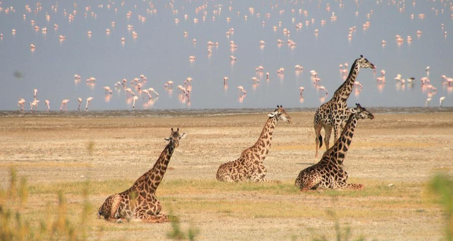 Tanzania Northern Circuit Safari