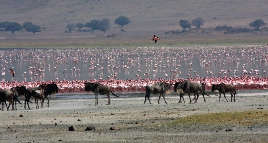 Tanzania Safari Tours