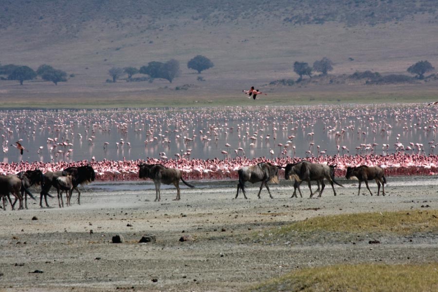Tanzania Safari Tours